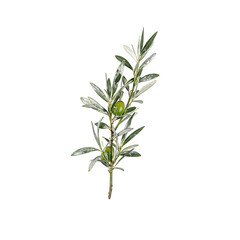 Fototapeta premium Fresh olive branch with leaves and unripe olives on a white background symbolizing peace health and natures bounty