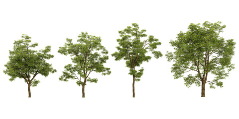 Collection of Sophora trees on transparent background