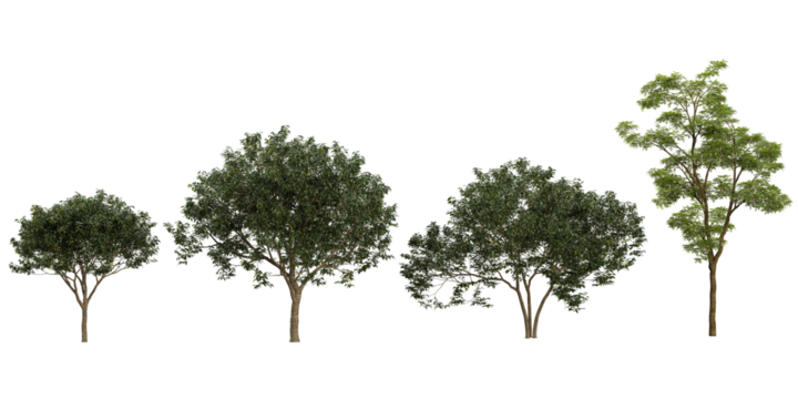 Collection of Sophora,Osmanthus trees on transparent background