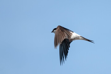 Northern House Martin