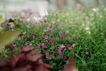 Variety of plants and flowers at flower market, selective focus on flowers. Garden center for the sale of plants.