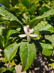 Lemon tree flower