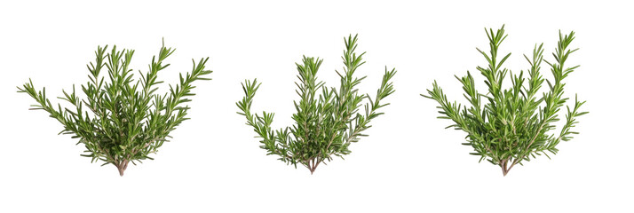 green grass isolated on white