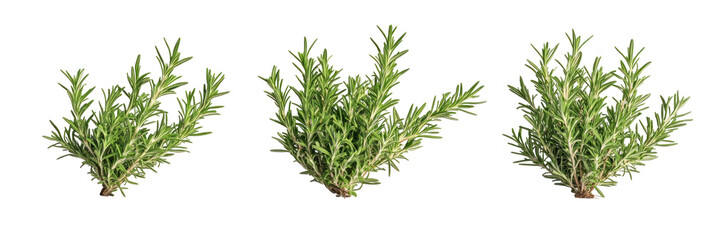 green grass isolated on white