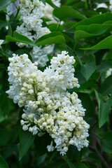 Branches of blooming lilacs in a spring park, selective focus.