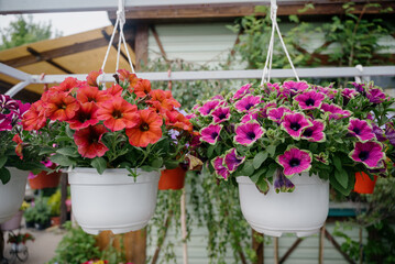 Colourful petunia flowers in vibrant pink and purple colors in decorative flower pot close up