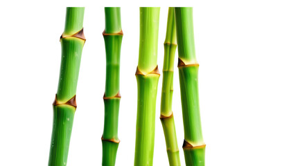 Bamboo stalks standing tall against a white background