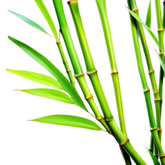 Obraz premium Green bamboo stems with leaves on white background