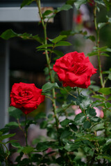 Red roses in a flower shop.Flowers in a flower shop. Concept flower store and delivery.