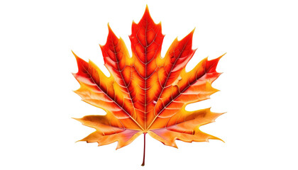 Autumn leaf in vibrant orange and red hues