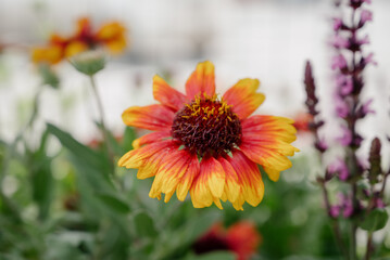Variety of plants and flowers at flower market, selective focus on flowers. Garden center for the sale of plants.