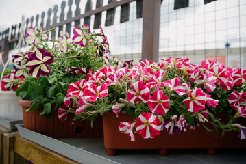 Colourful petunia flowers in vibrant pink and purple colors in decorative flower pot close up