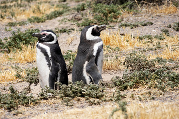 Two penguins standing with their backs to each other