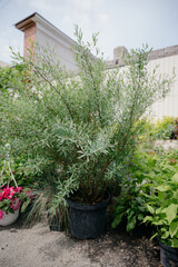 Variety of plants and flowers at flower market, selective focus on flowers. Garden center for the sale of plants.