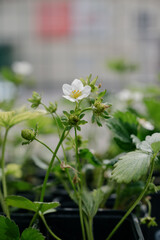 Variety of plants and flowers at flower market, selective focus on flowers. Garden center for the sale of plants.
