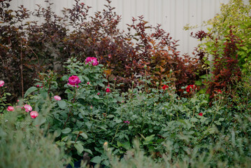 Variety of plants and flowers at flower market, selective focus on flowers. Garden center for the sale of plants.