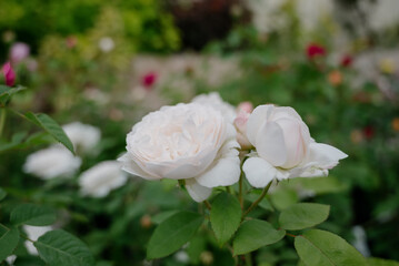 White roses in a flower shop.Flowers in a flower shop. Concept flower store and delivery.