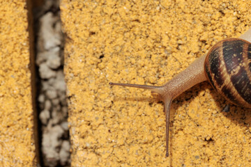 Snail sliding on yellow brick wall in summer