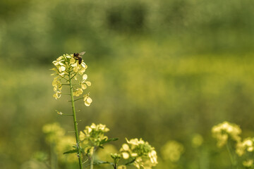 Honey bee pollinating yellow flowers in green field