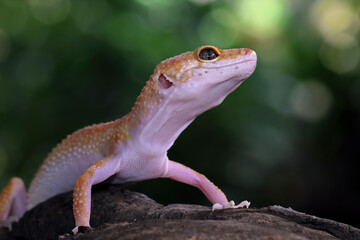 Close-up of leopard gecko lizard, fat-tailed gecko sitting on wood, Eublepharis macularius