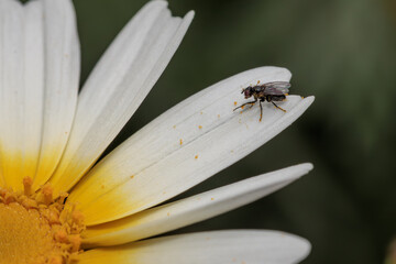 Small fly exploring white and yellow crown daisy petal