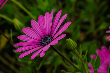 Obraz premium Purple osteospermum showing its beautiful petals and stem in the garden