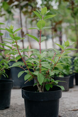 Variety of plants and flowers at flower market, selective focus on flowers. Garden center for the sale of plants.