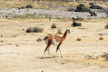 A guanaco walking alone in the protected area of ​​Punta Tombo