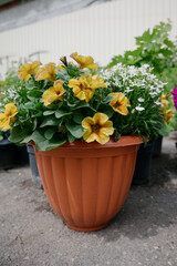 Colourful petunia flowers in vibrant pink and purple colors in decorative flower pot close up
