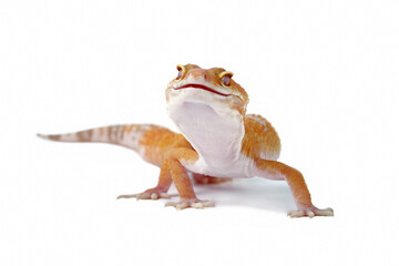 Fat-tailed geckos isolated on white background, leopard gecko lizard, eublepharis macularius	