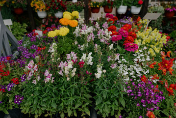 Variety of plants and flowers at flower market, selective focus on flowers. Garden center for the sale of plants.