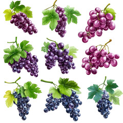 Juicy bunches of red and black grapes fresh from the vine a delightful harvest