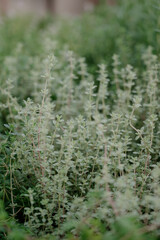 Variety of plants and flowers at flower market, selective focus on flowers. Garden center for the sale of plants.