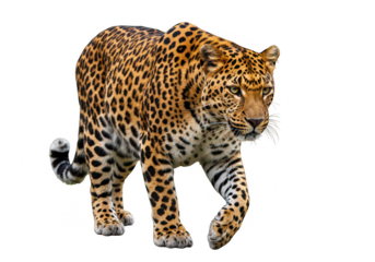 A leopard walking forward showcasing its muscular body isolated on transparent background