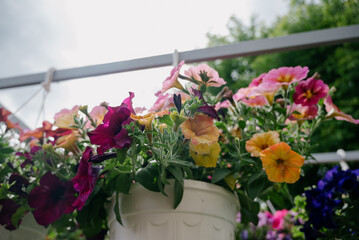 Variety of plants and flowers at flower market, selective focus on flowers. Garden center for the sale of plants.