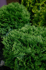 Variety of plants and flowers at flower market, selective focus on flowers. Garden center for the sale of plants.