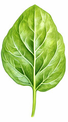 Obraz premium Detailed illustration of a vibrant green leaf (2)