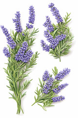 Naklejka premium Detailed illustration of lavender sprigs, featuring vibrant purple flowers and lush green leaves, arranged in a decorative pattern