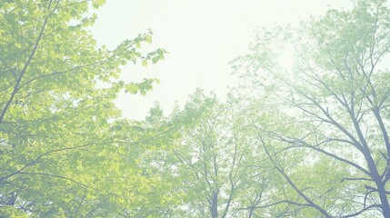 Fototapeta premium Lush Trees Canopy Sunlight