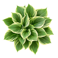 A high-quality image of a variegated Hosta plant with fresh green leaves edged in white