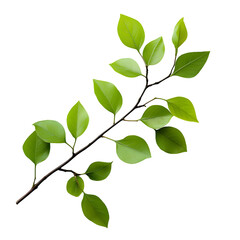 Obraz premium A vibrant branch with lush green leaves isolated on a clean white background