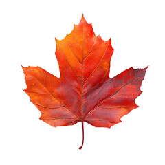 Obraz premium High-resolution close-up of a vibrant red maple leaf with intricate vein details, symbolizing autumn and seasonal change