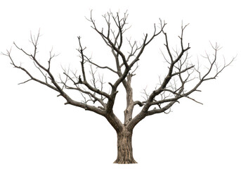Fototapeta premium A twisted and gnarled dead tree with bare branches isolated on transparent background