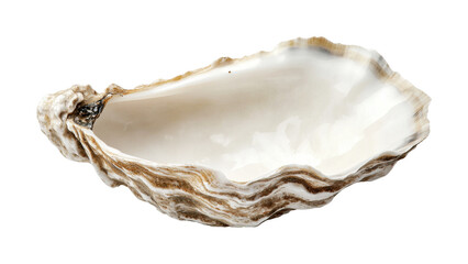 Open oyster shell with textured edge and glossy interior, cut out