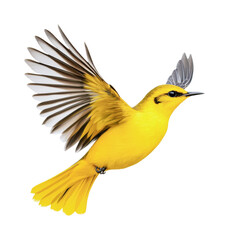 Obraz premium Vivid yellow songbird in flight with outstretched wings, cut out