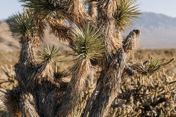 Joshua tree in the desert