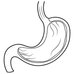 Anatomical Stomach Illustration – Detailed Stomach Diagram