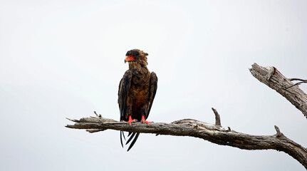 Bateleur eagle perched in a tree