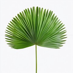 Single vibrant green palm frond against a stark white background.  The leaf's intricate details are beautifully showcased.