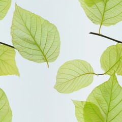 Fototapeta premium Close-up of a nearly invisible beech tree leaf with light green edges on a clean and simple background